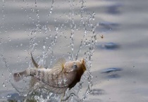 冬天如何野钓鲫鱼 注意这六大要点