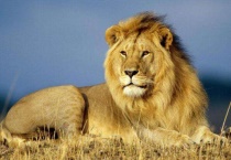 冬天狮子要冬眠吗？