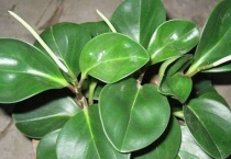 碧玉叶子发黄怎么办？