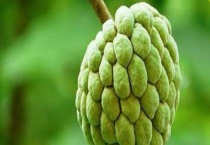 释迦和荔枝的区别？ 附具体区别？