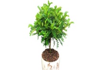 清香木的养殖方法 附盆栽养护技术