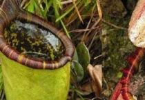 什么是爱德华猪笼草