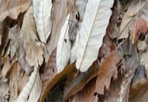 中华鹅膏菌可以种植吗？