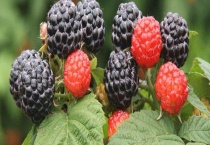 树莓产自哪里 附树莓的生长习性