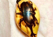 独角仙是益虫还是害虫为什么？