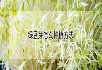绿豆芽怎么种植多久？