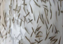 罗汉、孔雀、鹦鹉这三种鱼苗吃什么食物 鲤鱼、鲫鱼等鱼苗下塘如何提高成活率