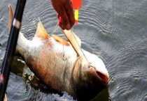 夏季钓鳙鱼技巧大全 饵料怎样配置