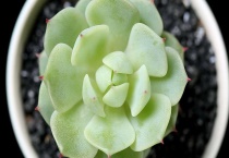 静夜烂根了怎么办？