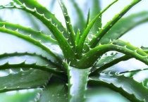 芦荟干尖怎么回事