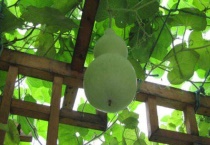 葫芦长不大就枯萎怎么回事