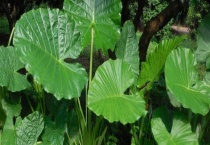 滴水观音烂根怎么办 烂根的原因是什么？