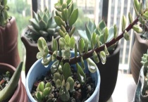 多肉烟煤病与晒伤区别？