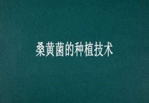桑黄菌的种植技术