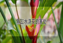 鱼缸水浇花的害处