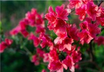 锦绣杜鹃的花期是多久？