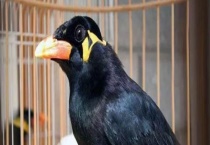 什么水果和饲料会让笼养的鹩哥吃了之后长的很好呢 鹩哥有什么体型特征吗？