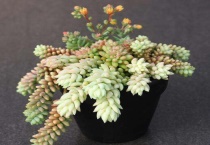 玉缀多肉干瘪是怎么回事