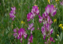 夏季有哪些主要蜜源植物 分别详细介绍