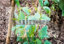 山东露天芸豆种植时间