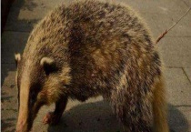 灌猪是不是国家保护动物 獾有哪些种类