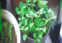 猫薄荷是什么？