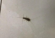 红色的虫子跟蛆似的