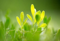 单叶和复叶的区别？