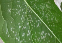 防治介壳虫的农药有哪些 不同时期、对象使用农药不同