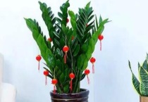 金钱树和摇钱树有什么不同 金钱树的浇水时间