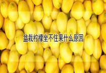 盆栽柠檬坐不住果什么原因？