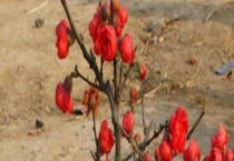 长寿海棠和长寿花区别？ 叶子差异很大