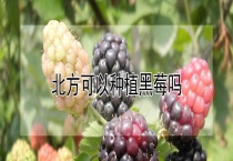 北方可以种植黑莓吗？