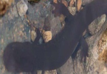 如何鉴别大鲵种苗的质量 附优质大鲵苗种规格