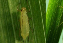 小麦吸浆虫的防治措施 小麦吸浆虫有害症状