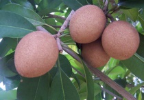 人心果什么时候采摘