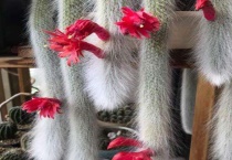 猴尾柱和九尾狐区别？