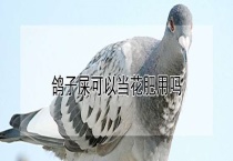 鸽子屎可以当花肥用吗？