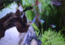 河虾在鱼缸里能繁殖吗？