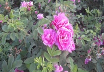 玫瑰花一年四季都开吗？