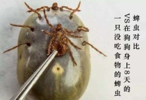 家里有蜱虫怎么消灭