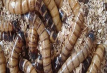 大麦虫的繁殖方法 附大麦虫各阶段特点