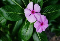 四季梅能活几年