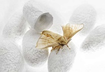 蚕蛾产卵后多久死亡