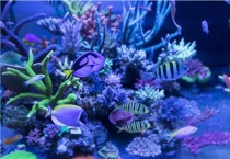 观赏鱼有哪些？