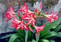 朱顶红几天发芽