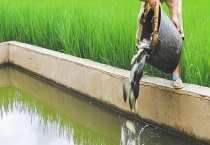 有哪些淡水养殖周期比较短的水产 快来看看这几种吧