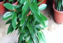 平安树叶子下垂干枯怎么办？平安树叶子发黄怎么办？