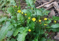 和荠菜长得相似的野菜是什么？