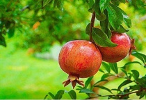 石榴在树上裂开是怎么回事